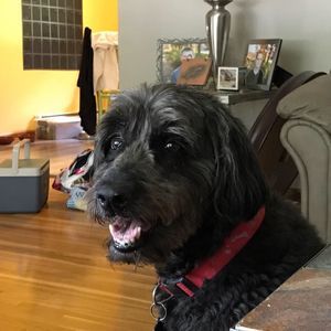 Meet your Posher, Max